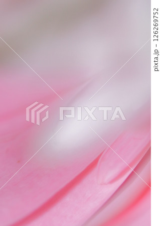ピンクの花びらのマクロ背景 ピンクの花びらのマクロ背景 126269752