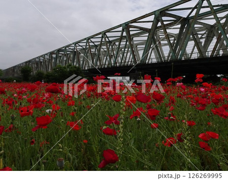 五月の花花 五月の花花 126269995