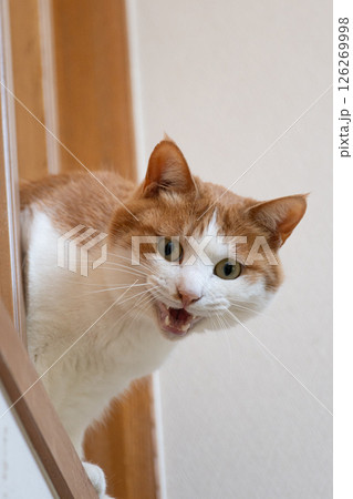 格子の隙間から顔を出す猫　茶トラ白 126269998