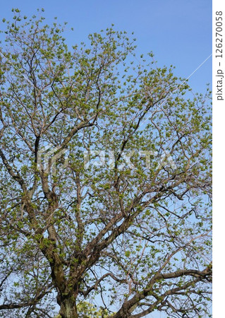 新緑のナンキンハゼ・2025年4月　 126270058
