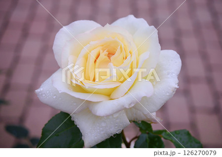 バラ　チャイコフスキー 126270079