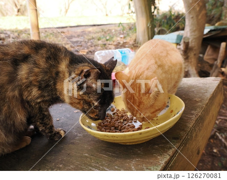 真冬でも元気に遊ぶ可愛い子猫 真冬でも元気に遊ぶ可愛い子猫 126270081