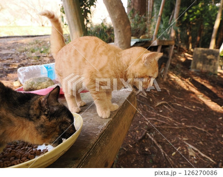 真冬でも元気に遊ぶ可愛い子猫 126270086