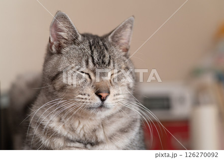 くつろぐ猫　サバトラ猫 126270092