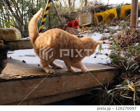 真冬でも元気に遊ぶ可愛い子猫 真冬でも元気に遊ぶ可愛い子猫 126270097