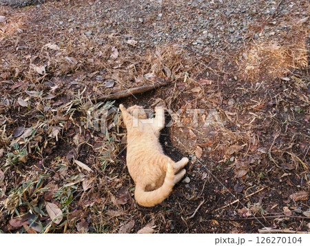 真冬でも元気に遊ぶ可愛い子猫 126270104