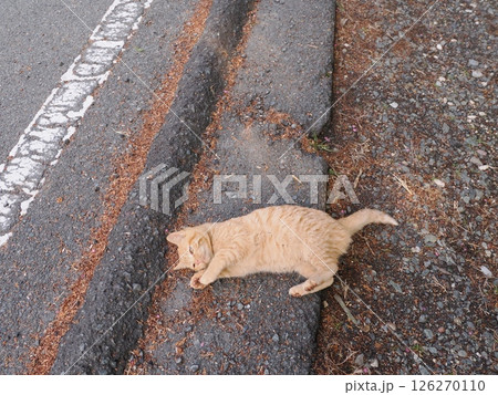 真冬でも元気に遊ぶ可愛い子猫 真冬でも元気に遊ぶ可愛い子猫 126270110