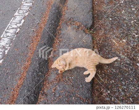 真冬でも元気に遊ぶ可愛い子猫 真冬でも元気に遊ぶ可愛い子猫 126270111