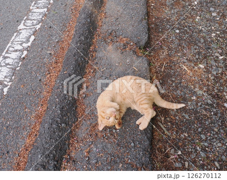 真冬でも元気に遊ぶ可愛い子猫 126270112