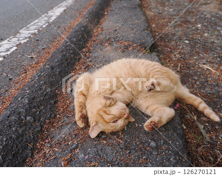 真冬でも元気に遊ぶ可愛い子猫 126270121