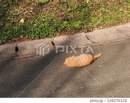 真冬でも元気に遊ぶ可愛い子猫 126270128