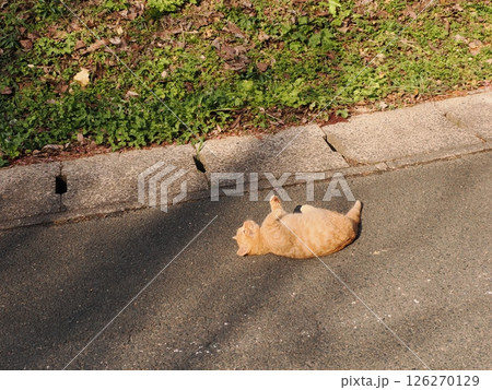 真冬でも元気に遊ぶ可愛い子猫 126270129