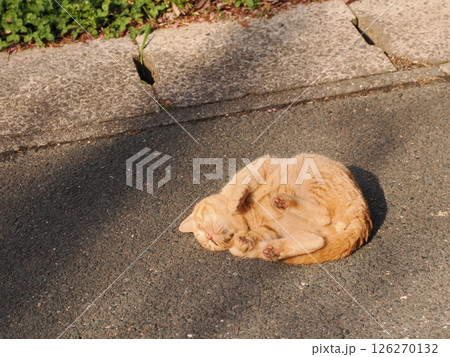 真冬でも元気に遊ぶ可愛い子猫 126270132