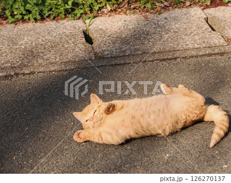 真冬でも元気に遊ぶ可愛い子猫 真冬でも元気に遊ぶ可愛い子猫 126270137