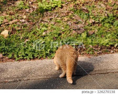 真冬でも元気に遊ぶ可愛い子猫 真冬でも元気に遊ぶ可愛い子猫 126270138