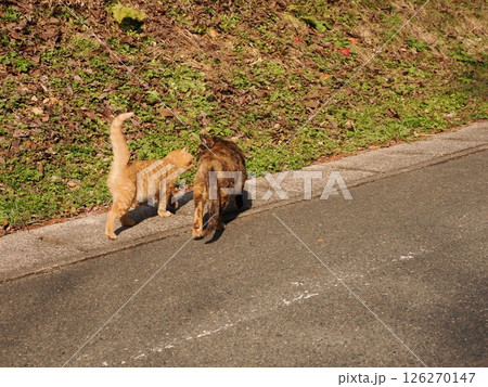 真冬でも元気に遊ぶ可愛い子猫 126270147