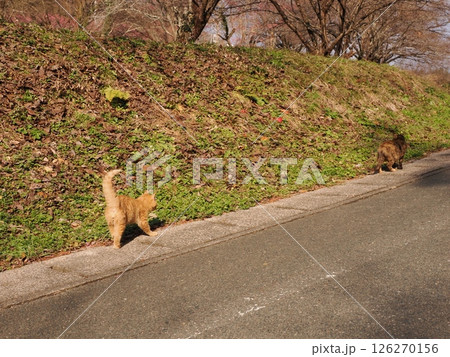 真冬でも元気に遊ぶ可愛い子猫 126270156