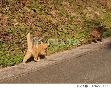 真冬でも元気に遊ぶ可愛い子猫 真冬でも元気に遊ぶ可愛い子猫 126270157