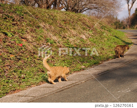 真冬でも元気に遊ぶ可愛い子猫 真冬でも元気に遊ぶ可愛い子猫 126270161