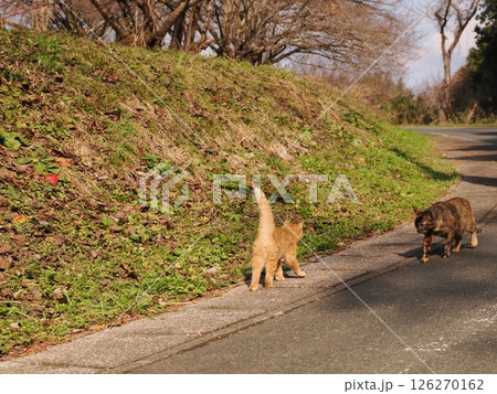 真冬でも元気に遊ぶ可愛い子猫 真冬でも元気に遊ぶ可愛い子猫 126270162