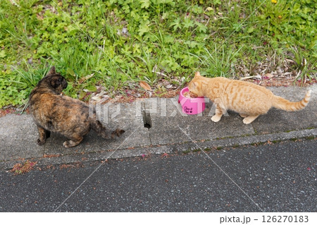 真冬でも元気に遊ぶ可愛い子猫 126270183