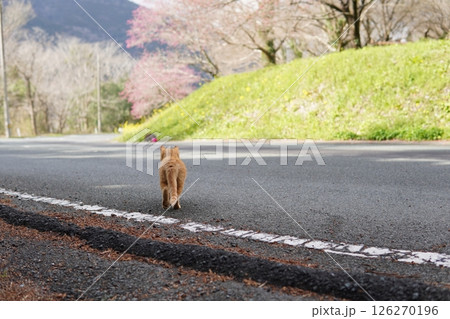 真冬でも元気に遊ぶ可愛い子猫 真冬でも元気に遊ぶ可愛い子猫 126270196