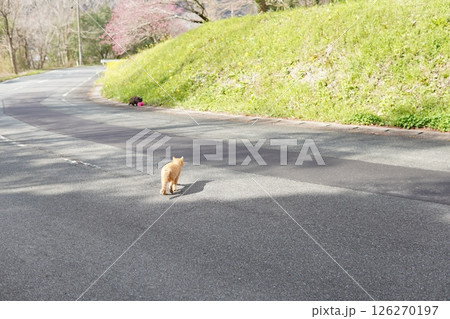 真冬でも元気に遊ぶ可愛い子猫 真冬でも元気に遊ぶ可愛い子猫 126270197
