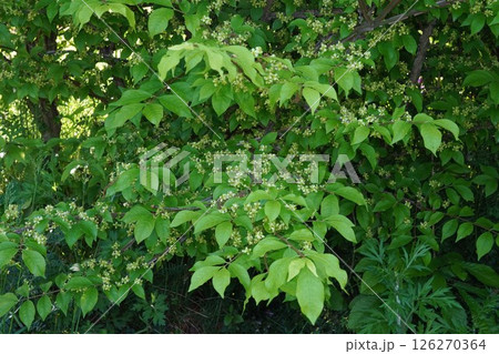 ニシキギの小さい花・2025年4月 ニシキギの小さい花・2025年4月 126270364