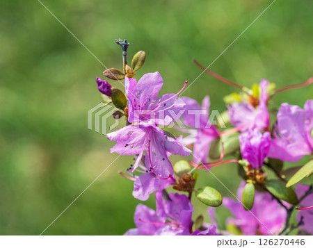 Pink flowers of Siberian rhododendron copy space. Rhododendron dauricum. Spring flowering of Altai rhododendron. Pink flowers of Siberian rhododendron copy space. Rhododendron dauricum. Spring flowering of Altai rhododendron. 126270446