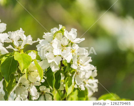 White blossoming apple trees. White apple tree flowers 126270465