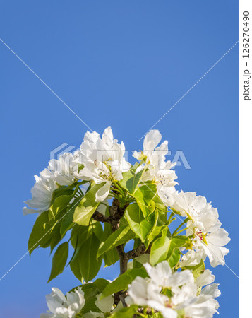 Apple tree branches with white flowers on a background of blue clear sky. Apple tree branches with white flowers on a background of blue clear sky. 126270490