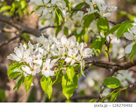 White blossoming apple trees in the sunset light. Spring season, spring colors. White blossoming apple trees in the sunset light. Spring season, spring colors. 126270492