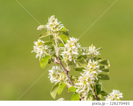 White blossoming apple trees in the sunset light. Spring season, spring colors. White blossoming apple trees in the sunset light. Spring season, spring colors. 126270493