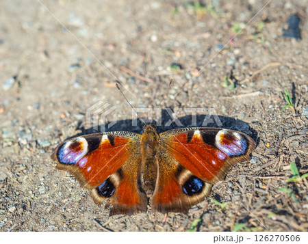 Peacock butterfly on the ground among the grass Peacock butterfly on the ground among the grass 126270506