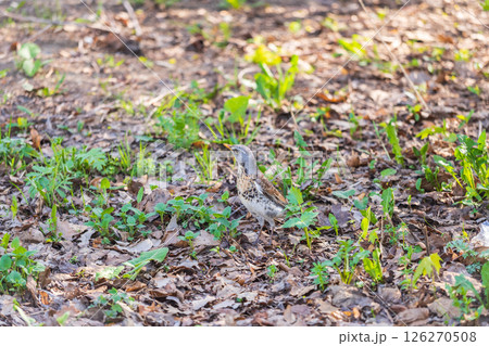 Wood bird Fieldfare, Turdus pilaris, on a sprng lawn. Wood bird Fieldfare, Turdus pilaris, on a sprng lawn. 126270508