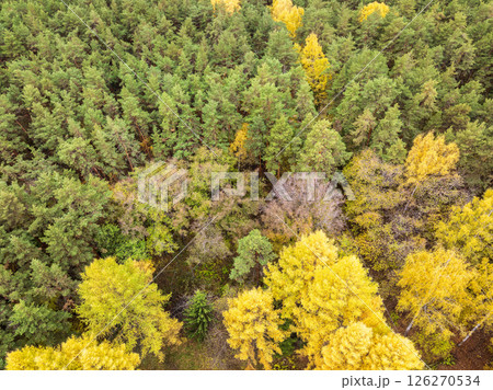 Aerial drone view of stunning colorful autumn fall forest. 126270534