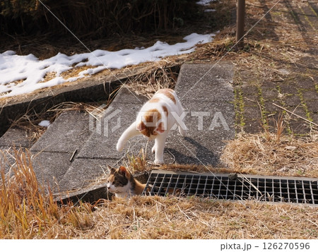 真冬でも元気に遊ぶ可愛い猫 126270596
