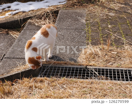 真冬でも元気に遊ぶ可愛い猫 真冬でも元気に遊ぶ可愛い猫 126270599