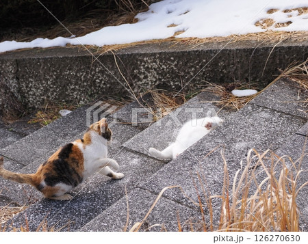 真冬でも元気に遊ぶ可愛い猫 126270630