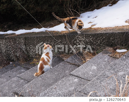 真冬でも元気に遊ぶ可愛い猫 126270643