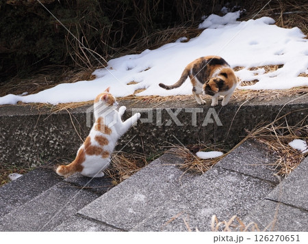 真冬でも元気に遊ぶ可愛い猫 126270651