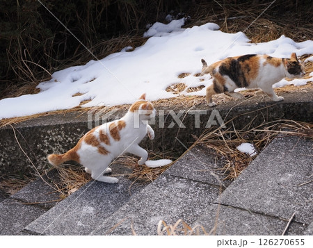 真冬でも元気に遊ぶ可愛い猫 真冬でも元気に遊ぶ可愛い猫 126270655