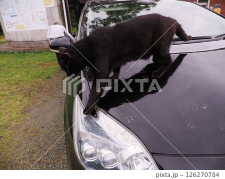見つめる猫 見つめる猫 126270784