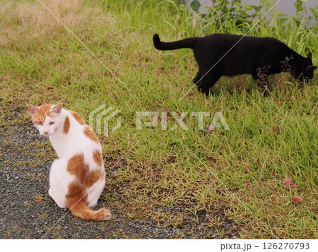 見つめる猫 見つめる猫 126270793