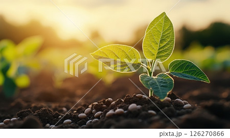 Rows of Soybean Plants Under Soft Sunset Light Symbolizing Growth and Renewal 126270866