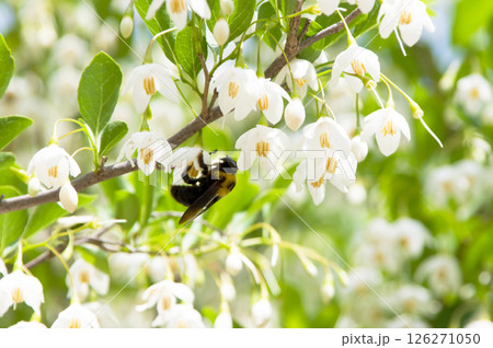 エゴノキの蜜を吸うクマンバチ 126271050