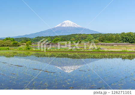田んぼと富士山 逆さ富士 初夏 田んぼと富士山 逆さ富士 初夏 126271101