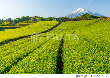 富士山と今宮の茶畑 富士山と今宮の茶畑 126271104
