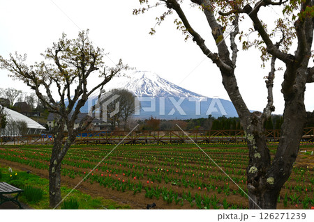 山中湖　花の都公園の景色 126271239