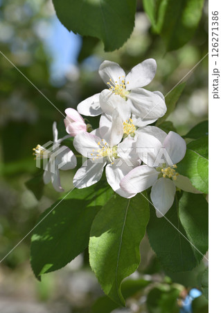 建仁寺の姫林檎 126271386